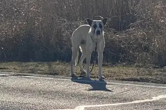 Lost and found pets Mesquite, photo: Lost Tan Dog with Leash on Wilkinson Rd