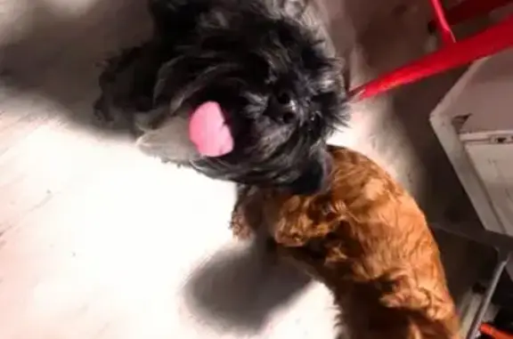 Lost Dogs: Honey & Coco in Col...