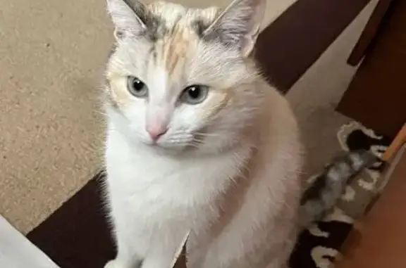Зникла біла кішка з блакитними очима