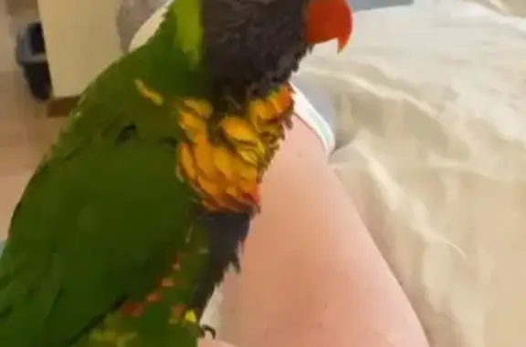 Lost pets , photo: Lost Talking Bird in Campbelltown, SA
