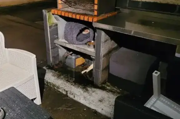 Animaux trouvés Villefranche-sur-Saône, photo: Chat roux trouvé boitant Rue Emile Zola