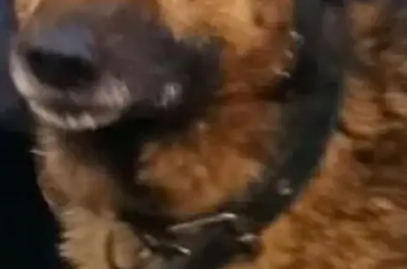 Сьогодні вночі 12.02.2026 під час обстрілу з території приватного будинку зникла собака по кличці Бакс. Він міг побігти через огороди до людей, на ньому чорний ошийник , будь ласка хто знає його місцезнаходження подзвонить по телефону 095 896 46 75 Адреса Таганрогская 215