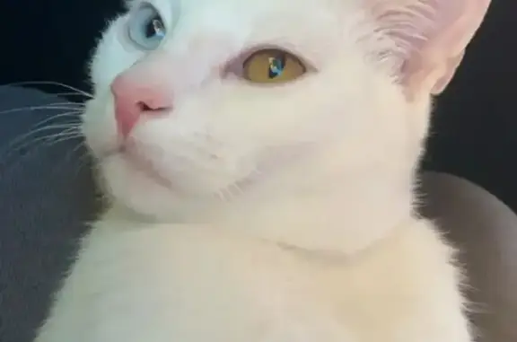 Animaux perdus , photo: Chat perdu aux Neyrolles (01130)