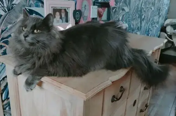 Animaux perdus , photo: Chat Gris Foncé Perdu à Loutehel, Bretagne