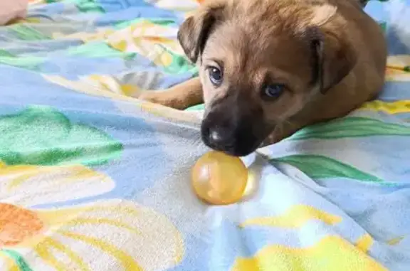 Зникла грайлива цуценя у Великій Березовиці