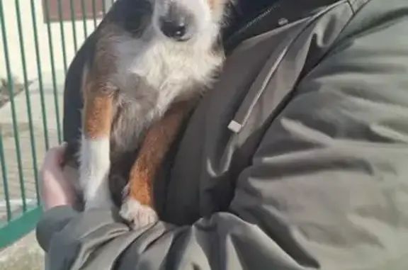 Animaux trouvés , photo: Chien craintif trouvé à Fabrègues