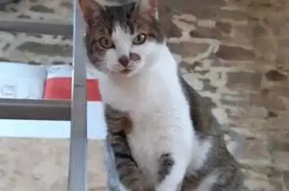 Animaux perdus Campénéac, photo: Chat perdue, câline, Rue du Clos Tilhen