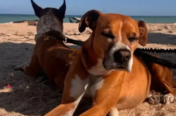  PERRO EXTRAVIADO – MATAMOROS, TAMPS Nombre: Tino Edad: Aproximadamente 5–6 años Peso: 20 kg Zona donde se perdió: Cerro Loreto esquina Cerro Azul, Col. Lucio Blanco, Matamoros ⸻ Descripción física detallada: • Tamaño mediano, complexión atlética y robusta. • Pelaje color café claro / canela. • Pecho blanco amplio que sube hacia el cuello. • Hocico con franja blanca central bien marcada. • Patas delanteras blancas desde la parte baja hacia las garras. • Algunas manchas blancas sutiles en el hocico. • Cola larga, delgada. • Orejas medianas, semi caídas hacia los lados. • Ojos color café oscuro. ⸻ Señales particulares: • Trae collar de acero inoxidable (tipo cadena). • Tiene microchip (hombro derecho) ISO 11784 FDX-B Número: 900263000653577 • Responde al nombre “Tino”. ⸻ ️ Comportamiento: • Es noble y tranquilo. • Puede asustarse fácilmente con cuetes, truenos, relámpagos o estruendos fuertes. • Si está asustado puede mostrarse nervioso, pero no es agresivo. ⸻ Si alguien lo ve o lo resguarda, favor de avisar de inmediato. Es parte de la familia y lo estamos buscando con urgencia.