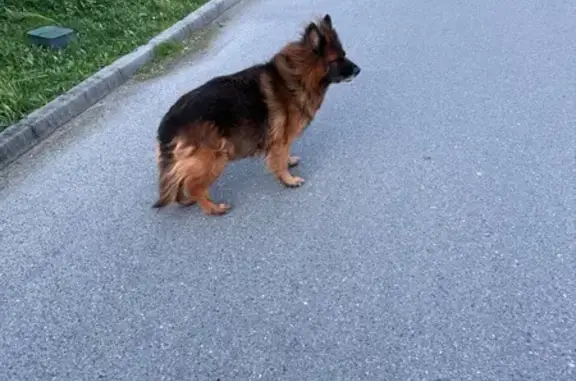 Chien trouvé Pégomas, photo: Chien feu trouvé, obéissant à Pégomas