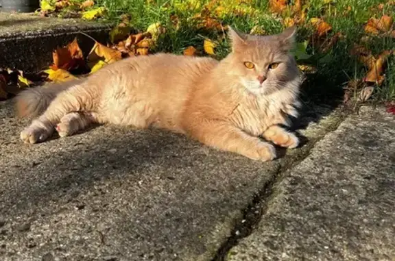 Chat perdu, Bully-les-Mines, photo: Chat crème perdu, répond à Aslan