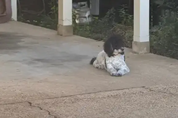 Lost Poodle: Friendly, Scarf-W...