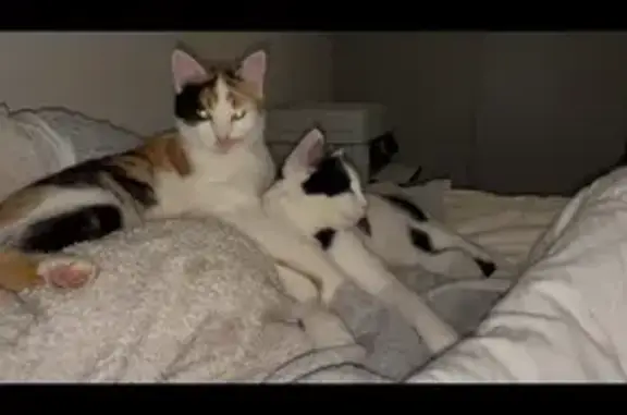 Chats perdus à Surgères : Zara et Violetta - photo