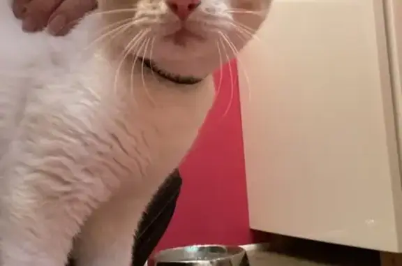 Animaux trouvés Mignaloux-Beauvoir, photo: Chat blanc trouvé Rue des Mimosas