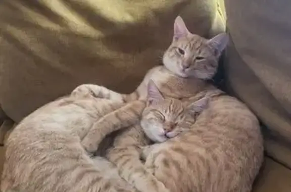 Animaux perdus Lumio, photo: Chat roux frisé perdu à Lumio