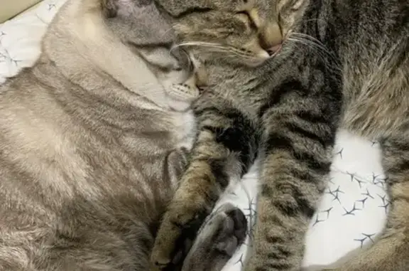 Animaux perdus , photo: Chat européen perdu, pucé, craintif