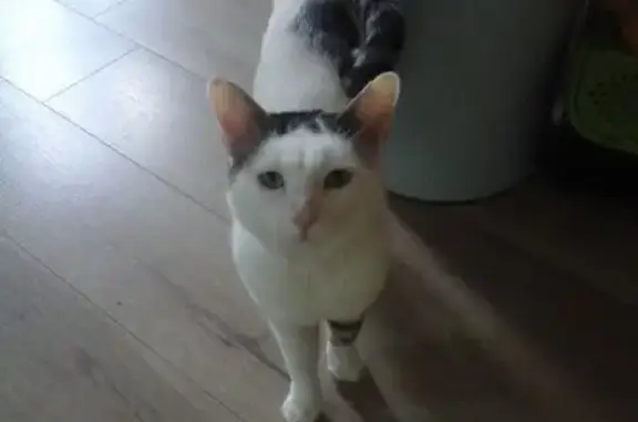 Chat perdu : blanc/tigré, peureux, malade - photo