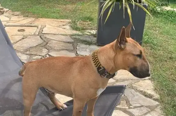 Chien marron boite, collier jaune-vert-noir - photo