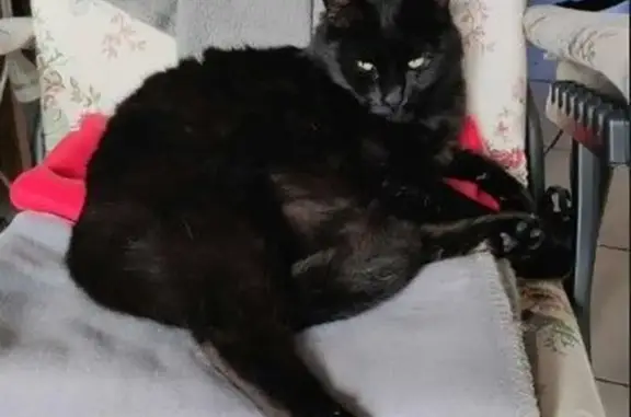 Animaux perdus Goussainville, photo: Chat perdu à Goussainville : Oréo disparu