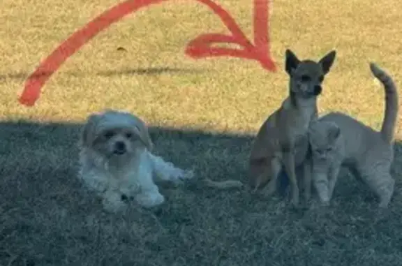 Lost Brown Chihuahua on Vestal...