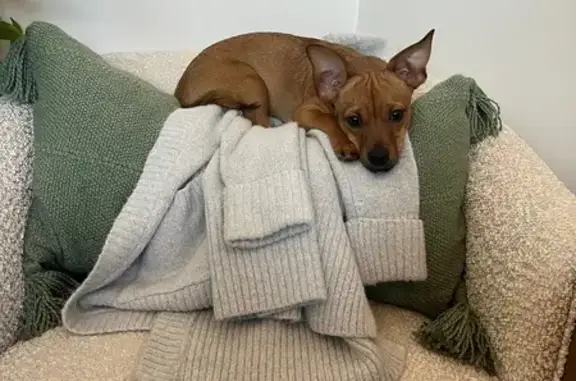 Lost Brown Chihuahua Mix on Va...