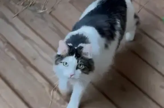 Lost Cat: White & Black Tail, Colorado