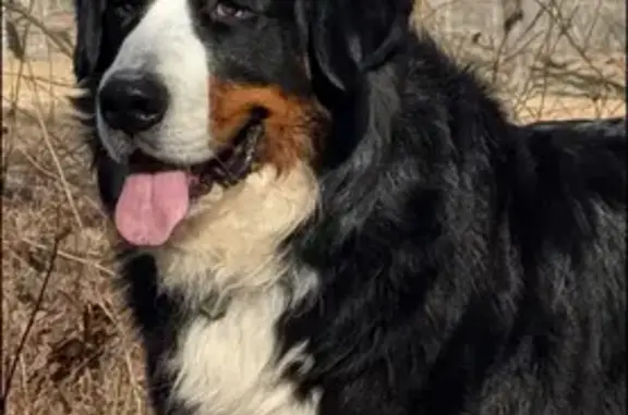 Missing Bernese: Friendly Tri-...