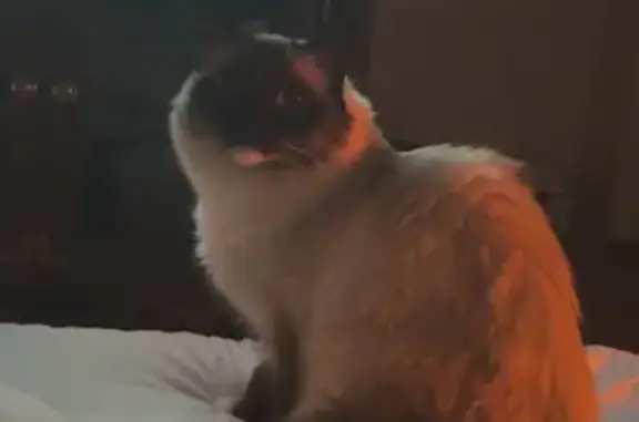 Lost and found pets , photo: Lost Cat: Soul with Unique Blue Tail