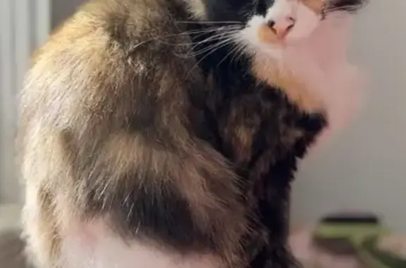 Missing cat Clarkton, photo: Missing Tripod Cat: Peach St, Clarkton