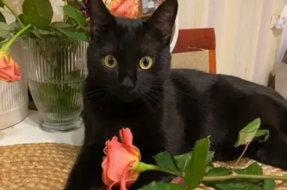 Зник чорний кіт Саллі: винагорода гарантована!