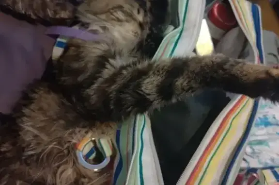 Missing cat Des Moines, photo: Lost Fluffy-Tailed Cat: Reward Offered!