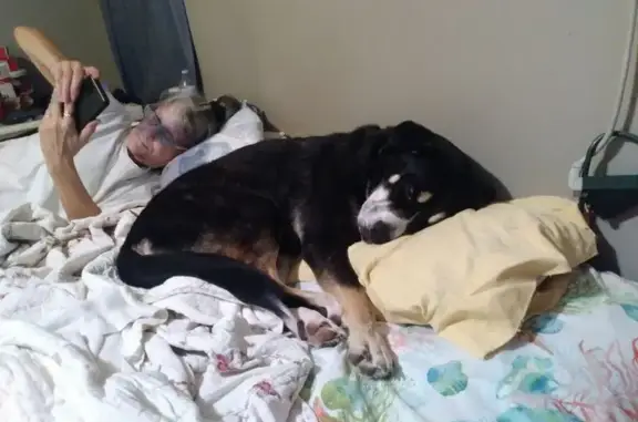 Missing Sweet Dog in San Benit...