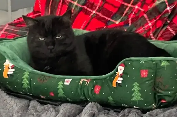 Chat noir 2 ans blessé disparu Marlenheim - photo