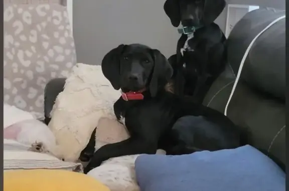 Injured Black Hound Missing: H...