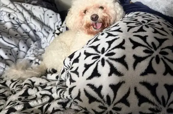 Help Find Missing Dogs from I-...