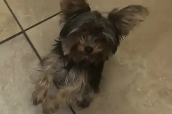 Lost Puppies After I-10 Accide...