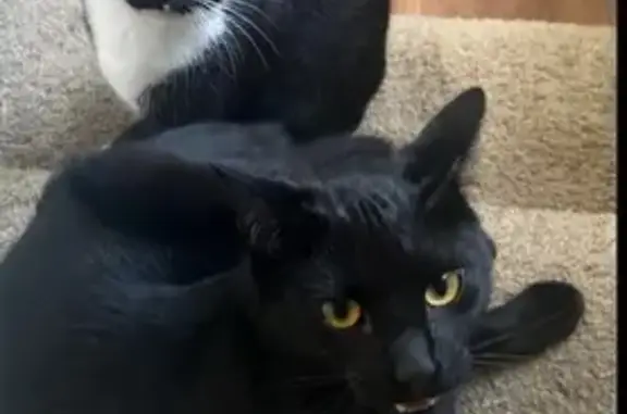 Lost and found pets Jacksonville, photo: Missing Indoor Cat: Sweet & Unique Traits