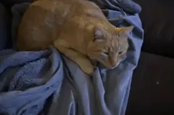 Missing cat Phoenix, photo: Lost Orange Cat: Seen in Cottonfields