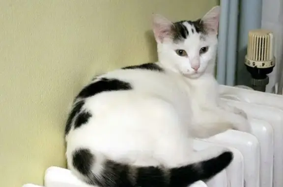 Chatte câline perdue, Beaujeu, route de Lantignie - photo
