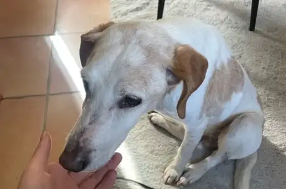Animaux trouvés , photo: Chien blanc tacheté marron trouvé à Béziers