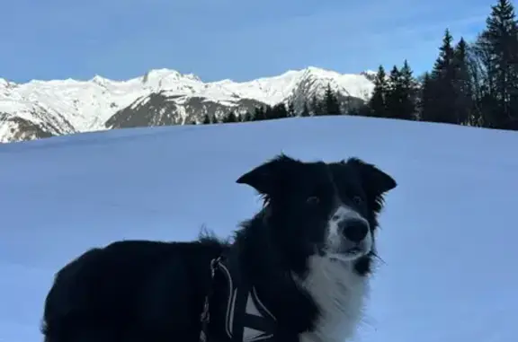 Chien perdu Pleugueneuc, photo : Border collie perdu à Pleugueneuc