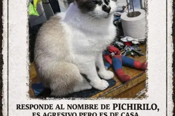 ¡Gato Perdido! Blanco, Café y Negro en Chimalhuacán
