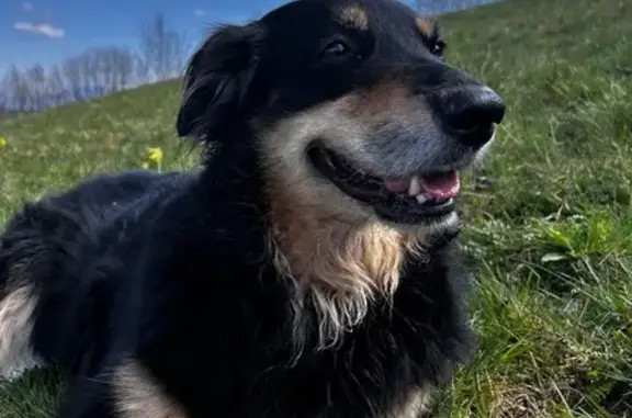Animaux perdus , photo: Chienne dodue disparue à Tullins
