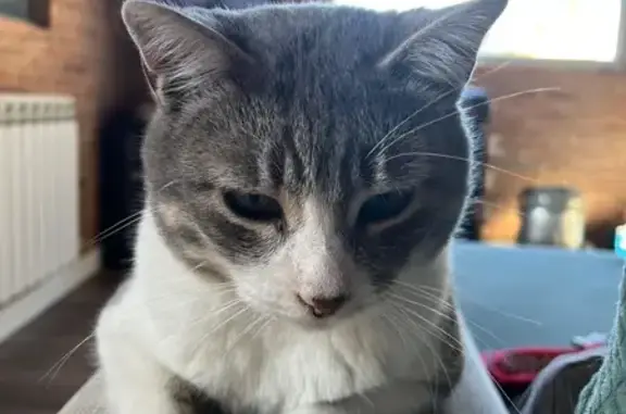 Gato muy cariñoso. Tiene algo más de un año. Blanco y gris.
