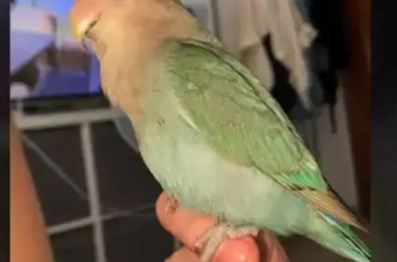 ¡Ave perdida en Sevilla! Respo...