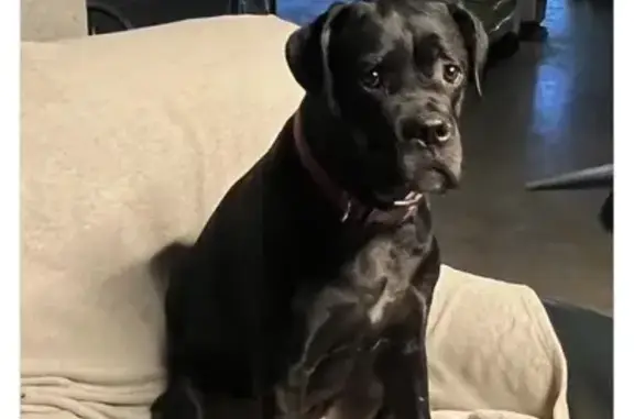 Chien perdu , photo : Chienne Cane Corso noire perdue à Neuvic