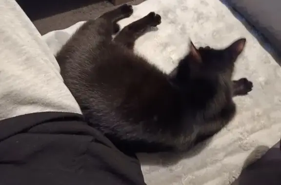 Animaux trouvés L'Arbresle, photo: Jeune chatte noire trouvée à L'Arbresle