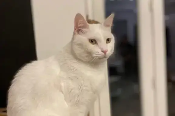 Animaux perdus Orange, photo: Chouki, chat blanc 7 ans perdu à Orange