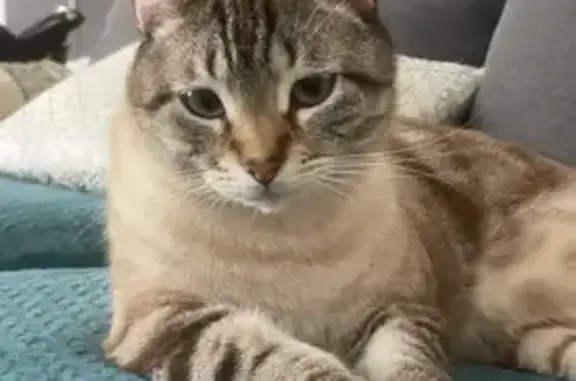 Chat perdu à Mauguio depuis 2 jours - photo