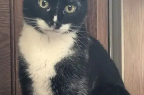 Missing Tuxedo Cat in Albany, OR