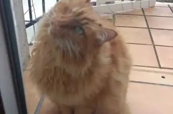Animaux trouvés , photo: Chat roux un-œil trouvé à Berzème